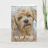 Vasektomie-Hunde Humor