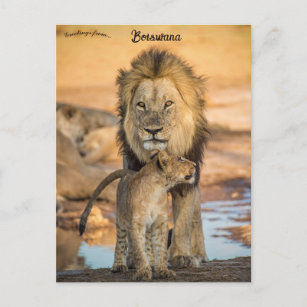 Vater und Sohn Löwen in Botswana Postkarte