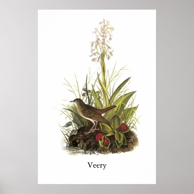 Veery, John Audubon Poster (Vorne)