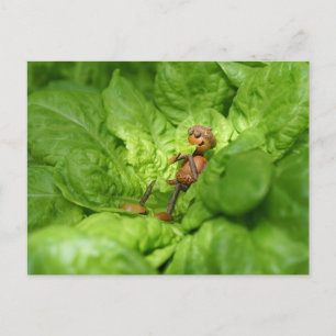 Vegetarischer Eichelf isst einen Salat Postkarte