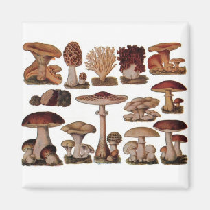 Vegetarischer Hipster Steampunk Vintage Pilz Magnet