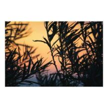 Vegetation bei Sonnenuntergang