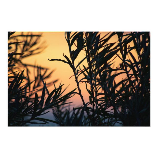 Vegetation bei Sonnenuntergang Fotodruck (Vorne)