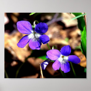 Veilchen angefochten poster