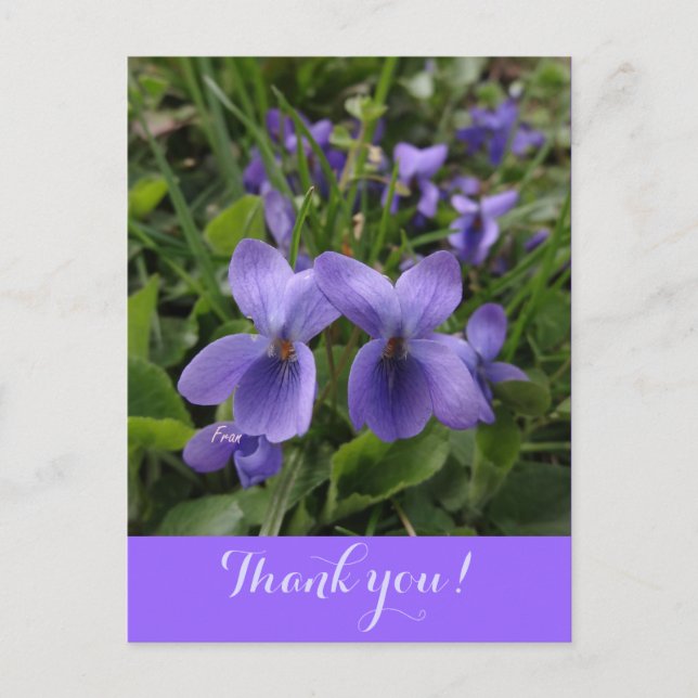 Veilchen Postkarte (Vorderseite)