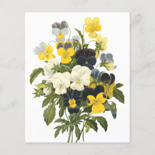 Veilchen- und Stiefmütterchen-Blumen Botanische Ku Flyer