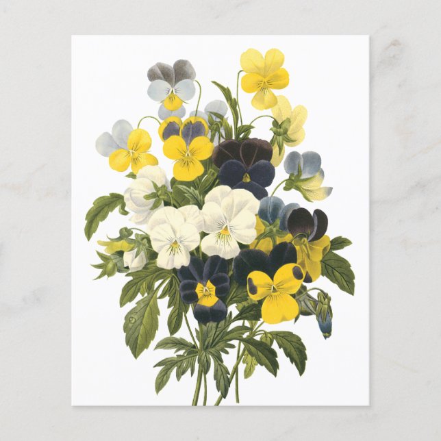 Veilchen- und Stiefmütterchen-Blumen Botanische Ku Flyer (Vorne)