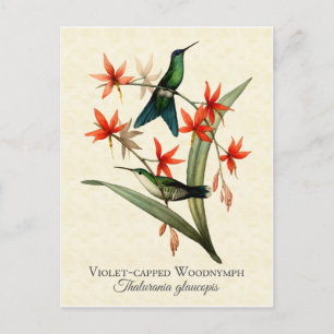 Veilchenkronen-Waldnymphe-Kolibri-Kunstpostkarte Postkarte