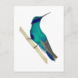 Veilchenohrkolibri Postkarte