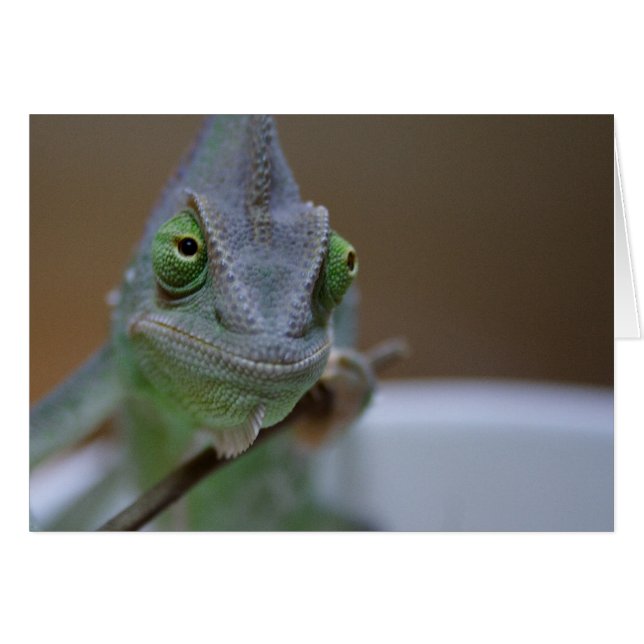 Veiled Chameleon (Vorderseite (Horizontal))