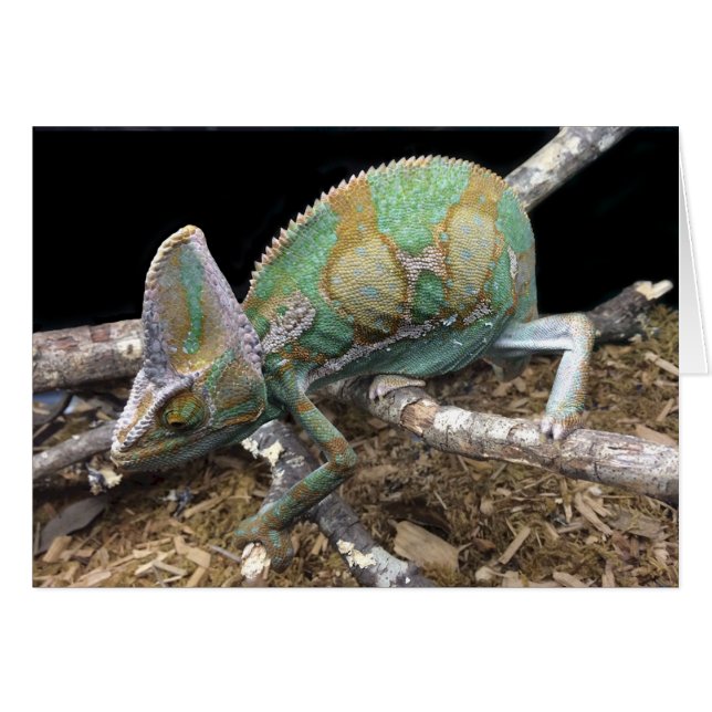 Veiled Chameleon - Der ultimative Kopf (Vorderseite (Horizontal))