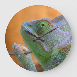 Veiled Chameleon Große Wanduhr