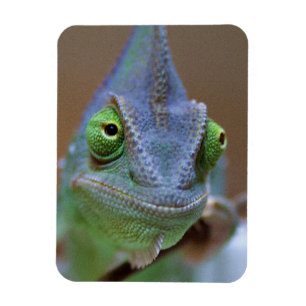 Veiled Chameleon Magnet
