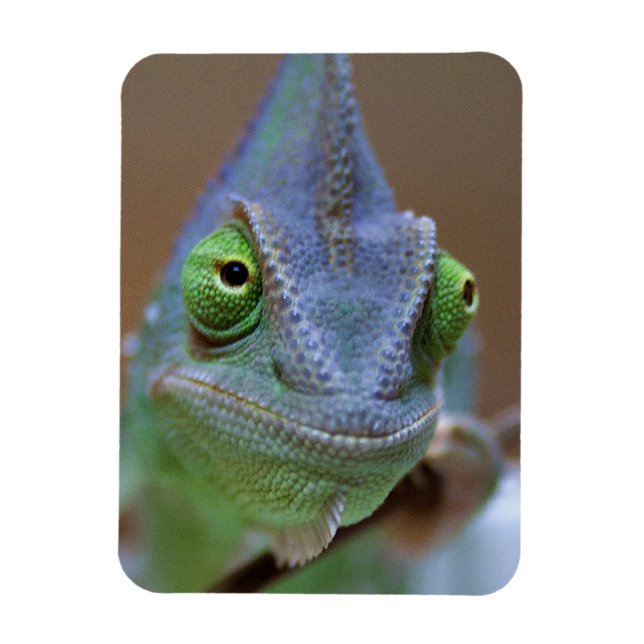 Veiled Chameleon Magnet (Vertikal)