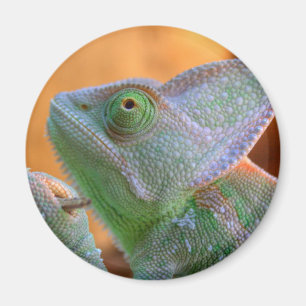 Veiled Chameleon Magnet