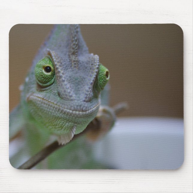 Veiled Chameleon Mousepad (Vorne)