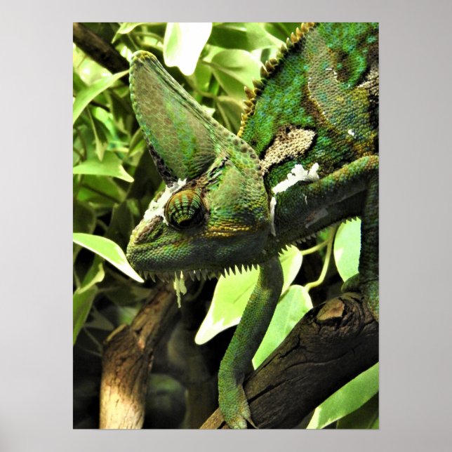 Veiled Chameleon Poster (Vorne)