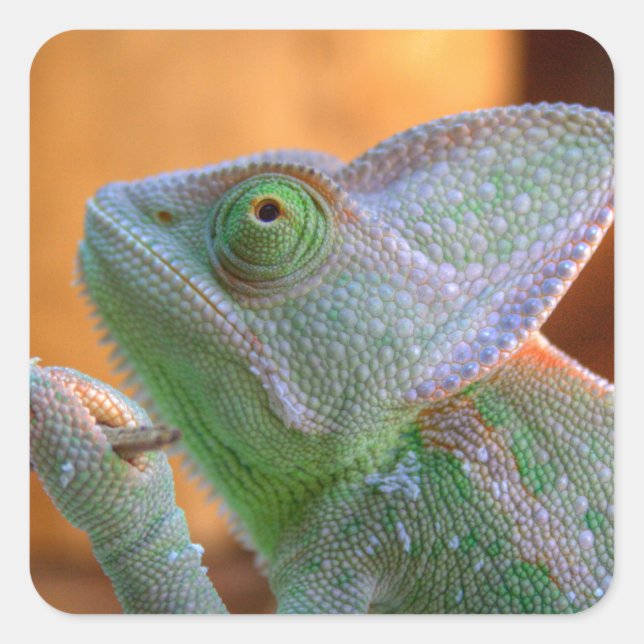 Veiled Chameleon Quadratischer Aufkleber (Vorderseite)