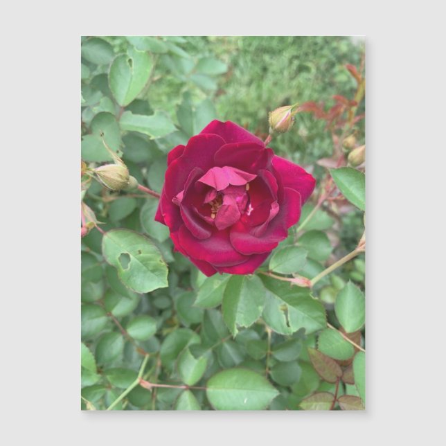 Veiled Rose Magnet (Vorderseite)
