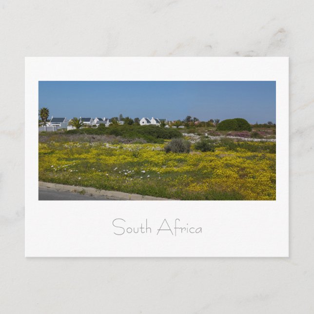 Velddrif Westküste Wilde Blume Südafrika SA Postkarte (Vorderseite)