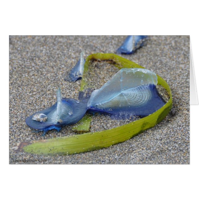 Velella Jellyfish (Vorderseite (Horizontal))