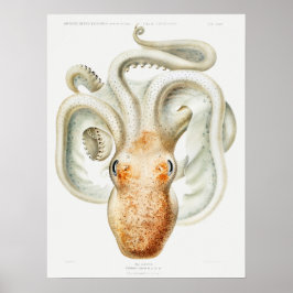 Velodona-Oktopus von Carl Chun Poster