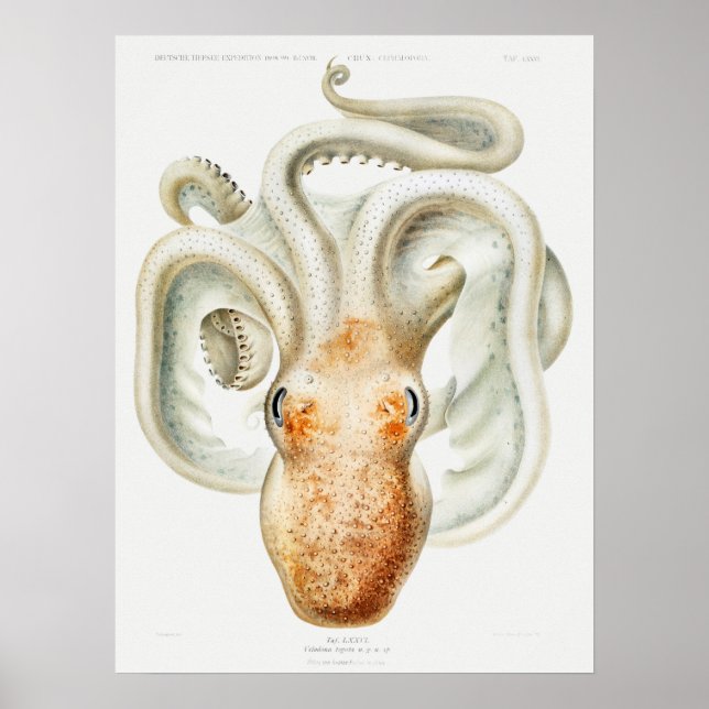 Velodona-Oktopus von Carl Chun Poster (Vorne)