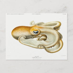 Velodona-Oktopus von Carl Chun Postkarte