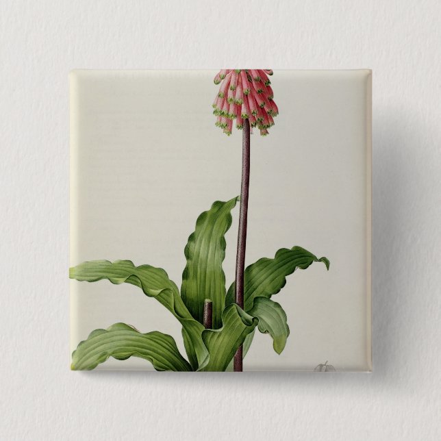 Veltheimia Capensis, von "Les Liliacees", c.1805 Button (Vorderseite)