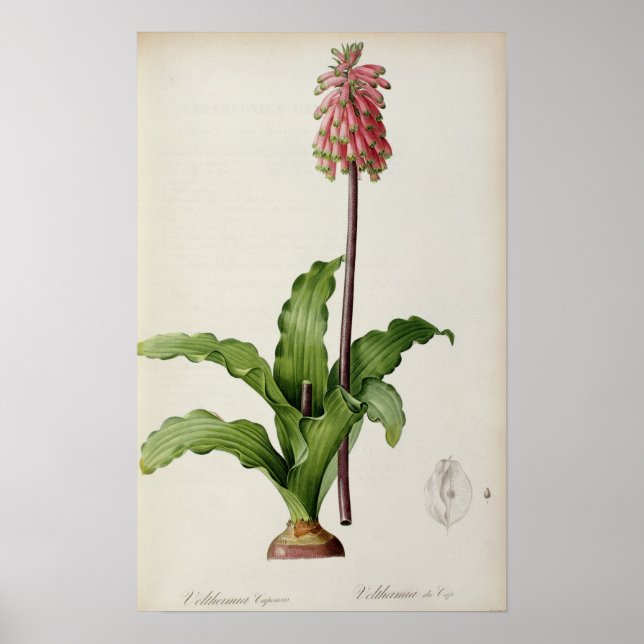 Veltheimia Capensis, von `Les Liliacees', c.1805 Poster (Vorne)
