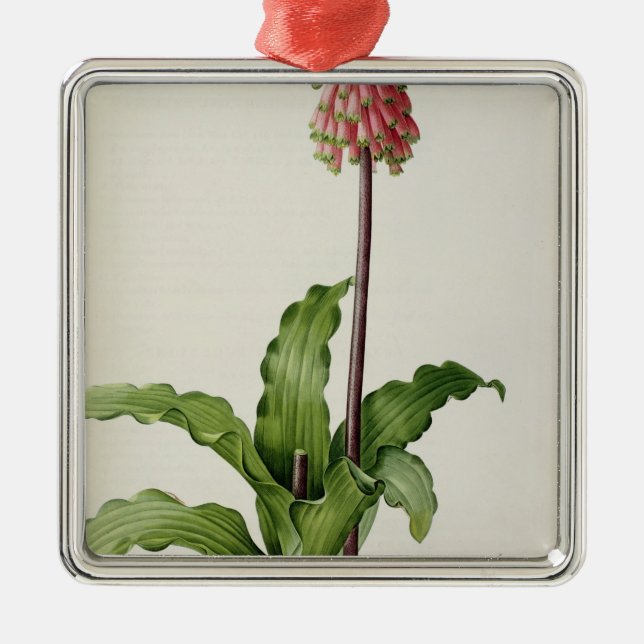 Veltheimia Capensis, von "Les Liliacees", c.1805 Silbernes Ornament (Vorne)