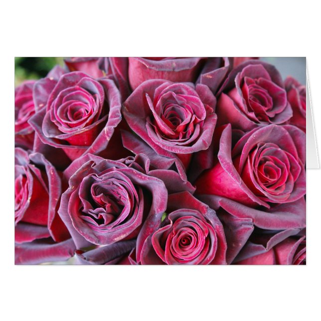 Velvet Beauty (Vorderseite (Horizontal))