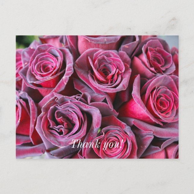 Velvet Beauty Danke Postcard Postkarte (Vorderseite)