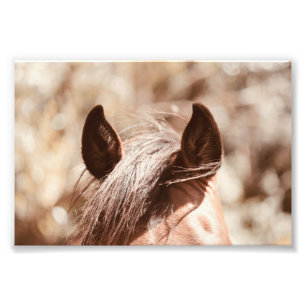 Velvet Brown Horses Ohren und Bangs Fotodruck