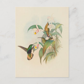 Velvet-Brust mit Buffet | John Gould Postkarte