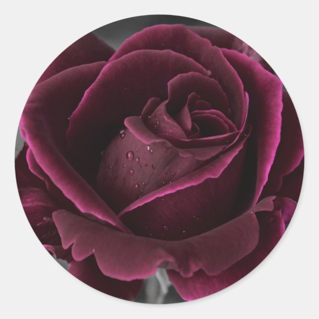 Velvet Burgundy Rose Runder Aufkleber (Vorderseite)
