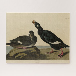 Velvet Duck - von Audubons Vögeln Amerikas Puzzle