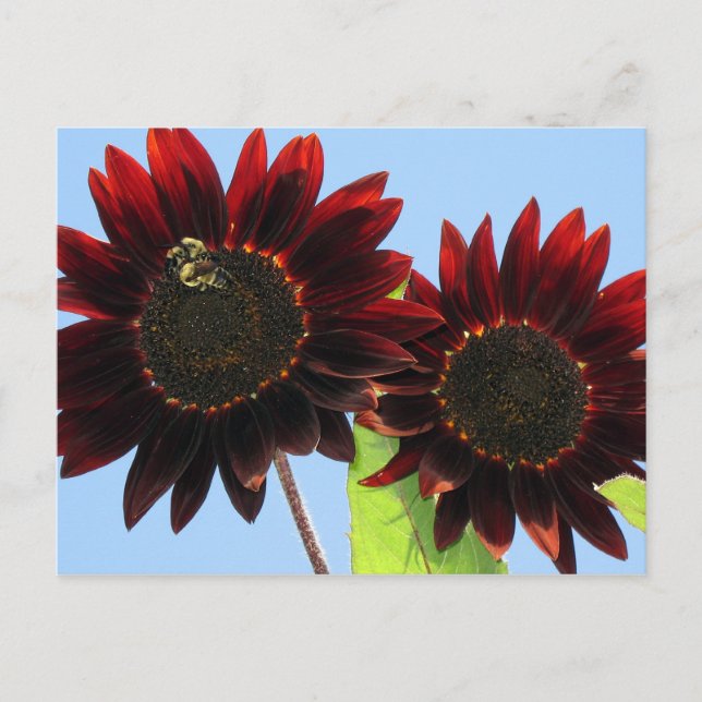 Velvet Queen Sunflowers Postkarte (Vorderseite)
