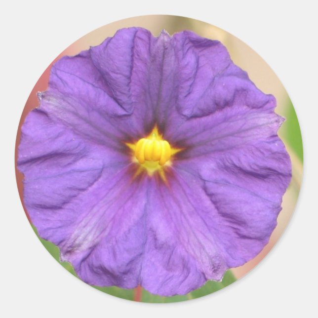 Velvet Robe Blume Runder Aufkleber (Vorderseite)