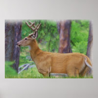 Velvet Whitetail Deer Buck