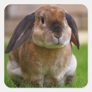 Velveteen Lop Bunny Rabbit Quadratischer Aufkleber