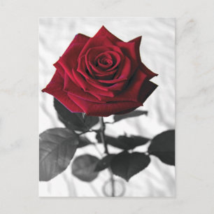 VelvetRose Postkarte