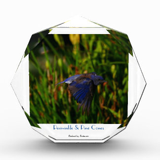 Velvety-Blue-Vogel fliegt vor aufkeimenden Iris Fotoblock