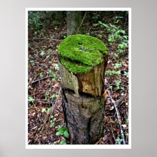 Velvety Green Moss Poster