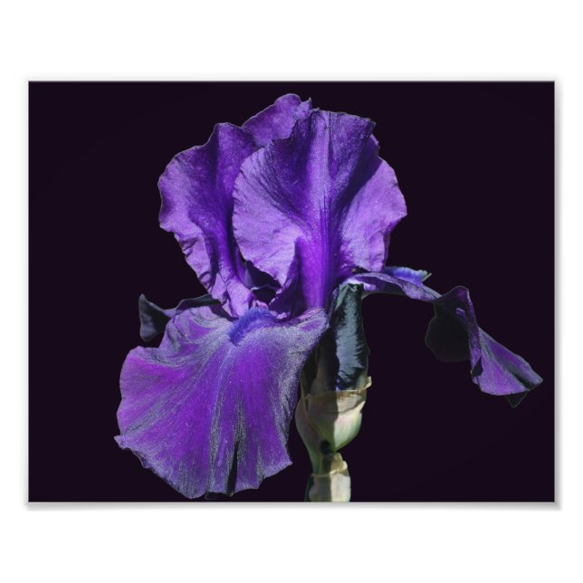 Velvety Lila Bearded Iris Blume Art 8x10 Fotodruck (Vorne)