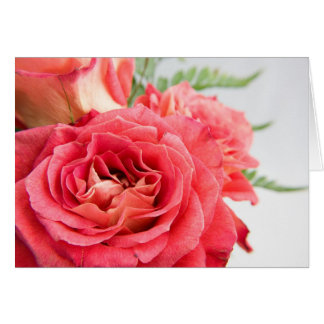 Velvety Pink Roses