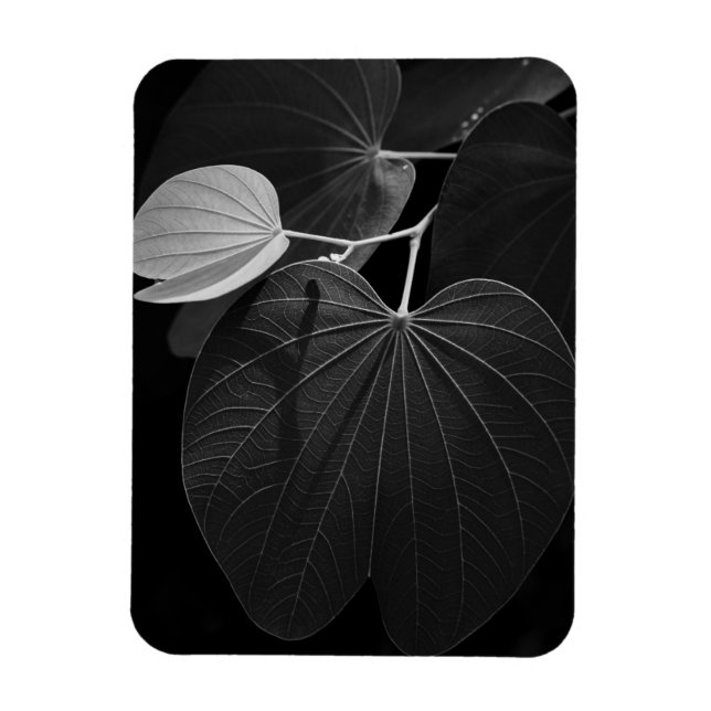 Venen eines Leaf Magnet (Vertikal)