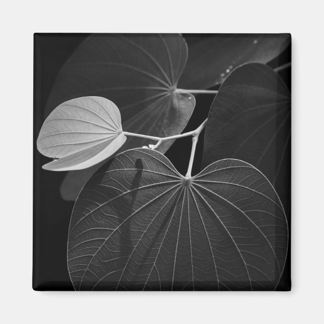 Venen eines Leaf Magnet (Vorne)