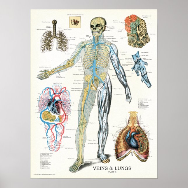 Venen Lunge Anatomie Poster 18 x 24 (Vorne)