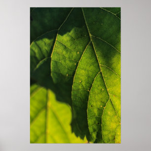 Venen mit grünem Leaf Poster